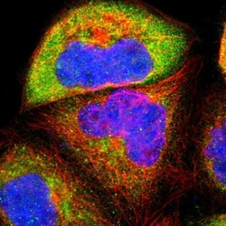 USP31 Antibody, Novus Biologicals:Antibodies:Primary Antibodies
